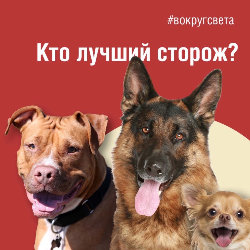 Кто лучший сторож?